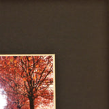 Autumn Leaves Framed Photograph by Stephen Pryke  right corner detail