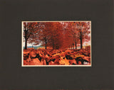Autumn Leaves Framed Photograph by Stephen Pryke