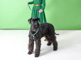 Rogz Fancy Dress Small 11mm Classic Dog Lead on dog