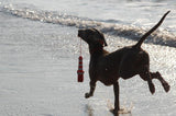 Rogz Lighthouse Dog Fetch Toy in dogs mouth on the beach