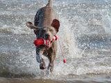 Rogz Lighthouse Dog Fetch Toy in dogs mouth in the waves