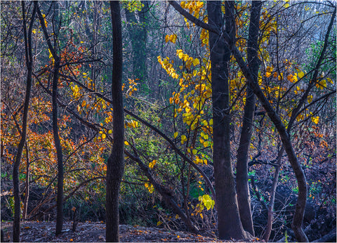 Light Through Autumn Trees - John Tapuch