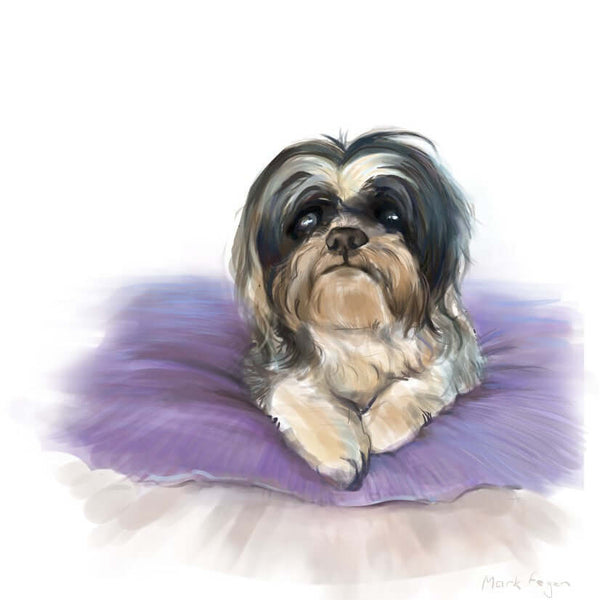 Portrait of a Shih Tzu dog