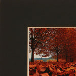 Autumn Leaves Framed Photograph by Stephen Pryke  left corner detail