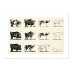 Cow Studies by Picasso full and partly finished drawings of cows