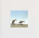Irate Ibis in white mount board unframed fine art print
