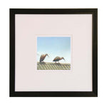 Irate Ibis in black framed fine art print
