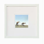 Irate Ibis in white frame framed fine art print