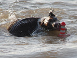 Rogz Lighthouse Dog Fetch Toy in water with dog