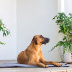 Rogz Lekka Dog Mat Grey and Navy with dog sitting on it