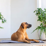 Rogz Lekka Dog Mat Grey and Navy with dog sitting on it