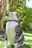 Rogz FancyCat Safeloc Breakaway Cat Collar on cat looking upwards