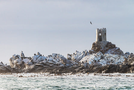 Seagull Frenzy at Old Bettys Bay Lighthouse - John Tapuch