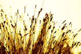 Wall Grass Decor Canvas Print
