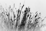 Wall Grass Decor Canvas Print in black and white