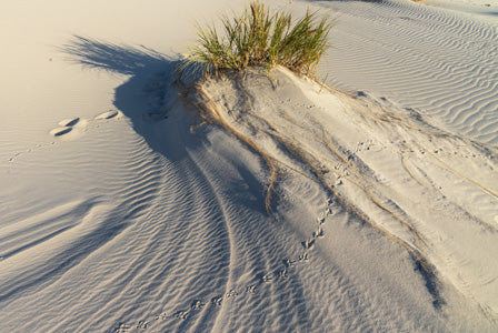 Wind Blasted Bettys Bay Dunes - John Tapuch