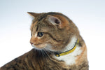 Rogz FancyCat Safeloc Breakaway Cat Collar on cat